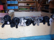 honden foto van venken