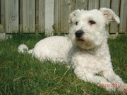 honden foto van Emma