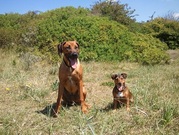 honden foto van Terry