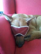 honden foto honden foto van delores