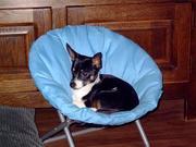 honden foto van Louise