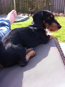 honden foto van joyce