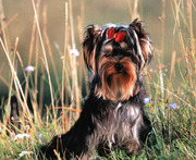 honden foto van Esdoornlaan 177