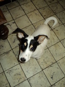 honden foto van angelke