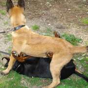 honden foto van Max Mechel