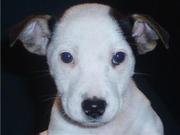 honden foto van yvonne