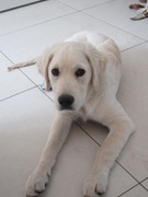 honden foto honden foto van Anouk