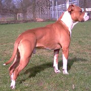 honden foto honden foto van stefan