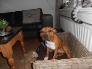 honden foto van anita