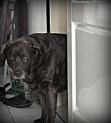 honden foto van niet meer actief