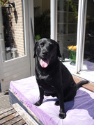 honden foto van José 