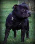honden foto van joly