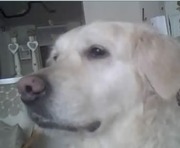 honden foto honden foto van BK