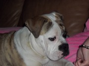 honden foto van karin