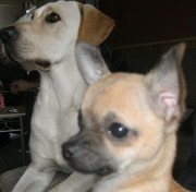 honden foto van mariën melissa