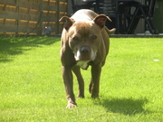 honden foto van Eddy & Wendy