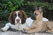 honden foto van Catrien en Stapper