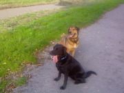 honden foto van hannie