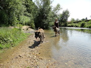 honden foto honden foto van fabian