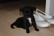 honden foto van Angelique