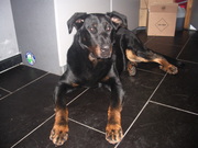 honden foto van djenka