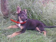 honden foto van Darco