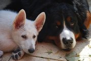 honden foto van Claudia, Baco & Nanook