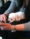 honden foto van Awesome^^