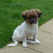 honden foto van Toby