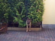 honden foto honden foto van Wilma