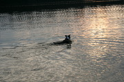 honden foto van angelique gijsbers