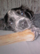 honden foto van Inne