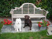 honden foto van laura 