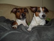 honden foto van jolanda