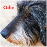 honden foto van Greetje & Odie