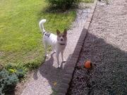 honden foto van lady