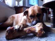 honden foto van Eline