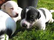 honden foto honden foto van honden
