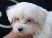 honden foto van Joost van Veen