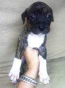 honden foto van Peter