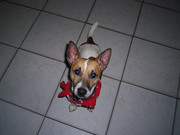 honden foto van Cindy