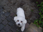 honden foto honden foto van maria