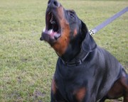 honden foto van mariska