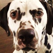 honden foto van sophie