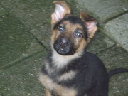 honden foto van els