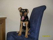 honden foto van Fam Klarenbeek