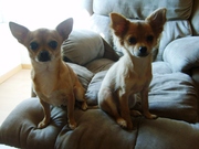 honden foto van Tracy