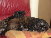 honden foto honden foto van ineke