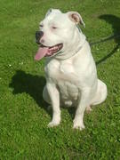 honden foto van mamavaneenzoon2007