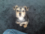 honden foto van Natasha